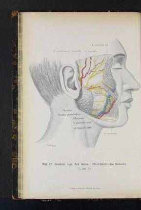 Fig. 17. Gesicht von der Seite. Oberflächliche Schicht.