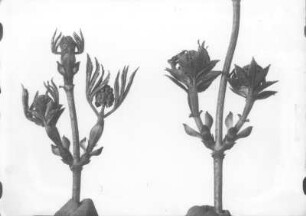 Traubenholunder (Sambucus racemosa), Blütenknospen