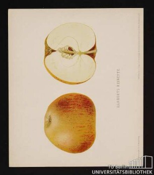 Nr. 7. Harberts Reinette.
