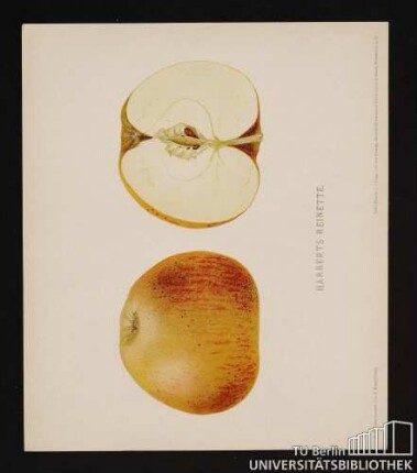Nr. 7. Harberts Reinette.