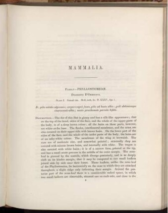 Mammalia. Family - Phyllostomidæ. [bis] Family - Leporidæ.