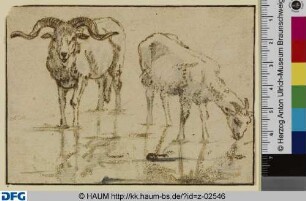Ziegenbock und Ziege im Wasser, von vorn