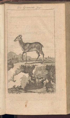 Die Grimmische Ziege
