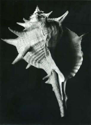 Murex, Stachelschnecke