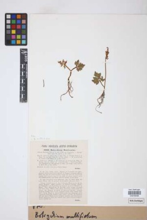 Botrychium multifidum (Gmel.) Rupr.