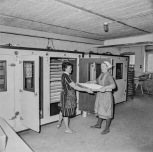 BHG (Bäuerliche Handelsgenossenschaft) Guttau, Commerau, Sdier (Großdubrau) : Commerau oder Sdier: Bäuerliche Handelsgenossenschaft (BHG). Brutschrank