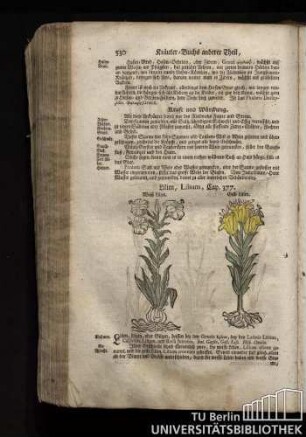 Cap. 377. Lilien, Lilium.