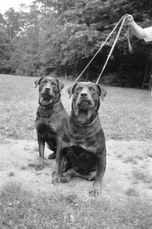 Ankörung der Rüden beim Verein der Hundefreunde e.V. Karlsruhe