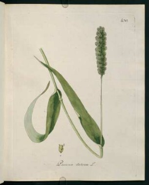 Panicum italicum L.
