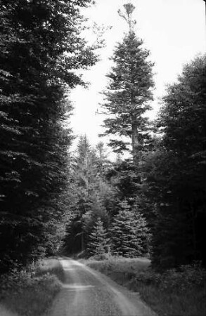 Schöne und interessante Tannen im Wald bei Todtmoos
