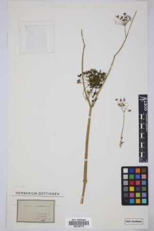Conium maculatum L.
