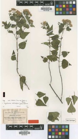Eupatorium espinosarum A.Gray var. B.L.Rob. subintegrifolium[isotype]