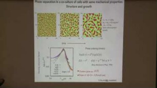 Collective behavior in co-cultures of cells with different mechano-adhesive cells