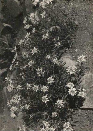 Alpen-Edelweiß (Leontopodium nivale) in Schellerhau im Pflanzengarten (heute wohl Botanischer Garten)