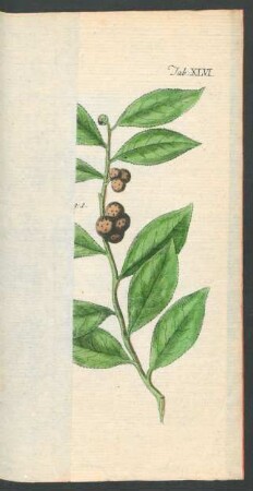TAB. XLVI.
