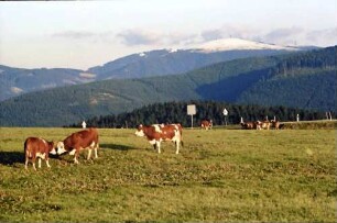 Schauinsland: Feldberg mit Schneehaube; Vordergrund weidende Kühe