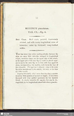 Buccinum granulatum. Tab. CX. — Fig. 4