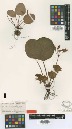 Primula megaseifolia Boiss. & Balansa [type]