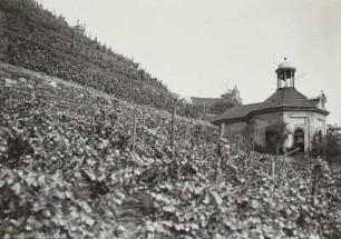 Radebeul II: Volksweingut Lößnitz, Paulsbergweg 21. Belvedere (Wackerbarths Ruhe) mit Weinberg.