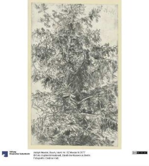 Baum