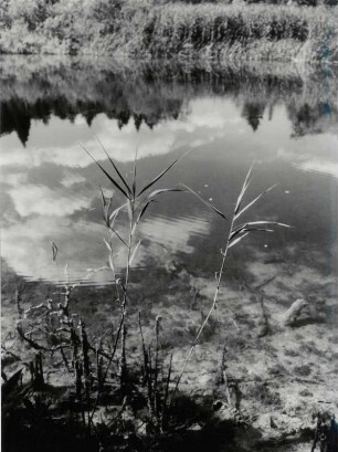 Am Uferrand eines Sees