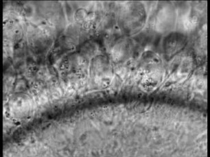 Fertilization and Early Development of the Mammalian Egg (Rabbit)