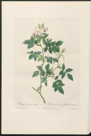 Rosa Canina nitens. Rosier Canin à feuilles luisantes. Lemaire sculp.