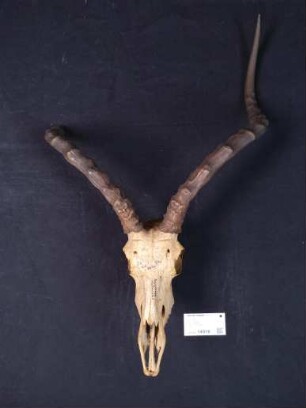 Aepyceros melampus, South Africa, South Africa