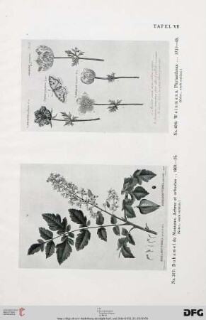 Tafel VII-VIII