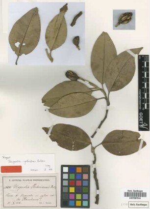 Magnolia splendens Urb. [type]