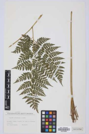 Culcita macrocarpa C. Presl