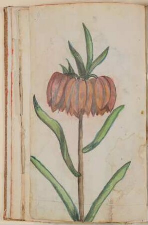 Kaiserkrone [aus einem Skizzenbuch der Marianne Franziska Seiffert von Klettenberg]