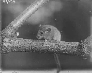Haselmaus : Haselmaus (Muscardinus avellanarius Linnaeus) beim Klettern.