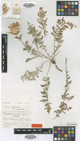 Centaurea sibthorpii Halacsy. [type]