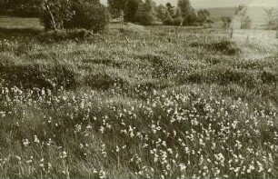 Erzgebirge. Wollgras auf den Wiesen des Sattelberges (Schönwalder Spitzberg)
