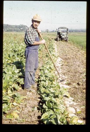 Bauer bei der Rübenernte