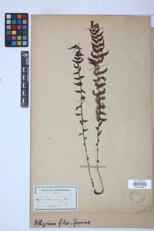 Athyrium filix-femina (L.) Roth