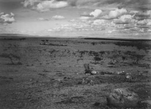 Savanne : Savannenlandschaft