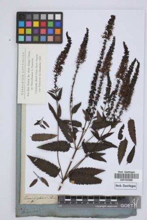Veronica glabra Ehrh.