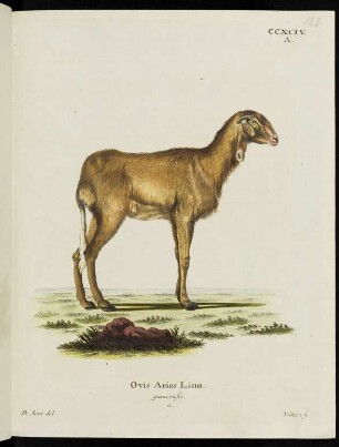 CCXCIV. A. Ovis Aries Linn. guineensis. a.