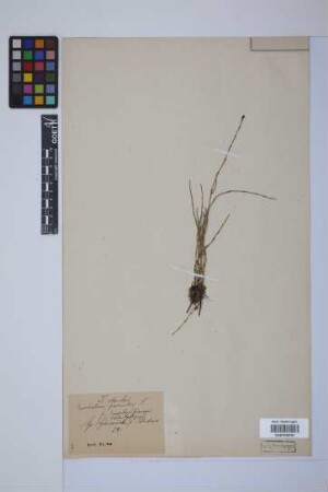 Equisetum palustre L.