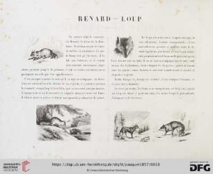 Renard - Loup