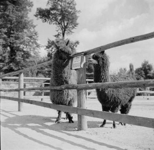 Zootiere. Zwei Alpakas
