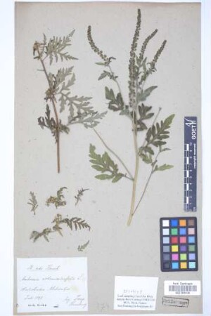 Ambrosia artemisiifolia L.