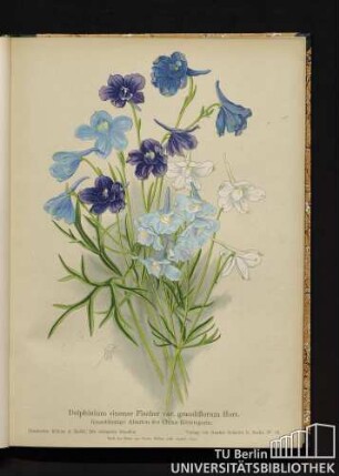 Delphinium sinense Fischer var. grandiflorum Hort. Großblumige Abarten des China-Rittersporns.