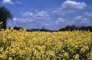 Der Dom von Freising im Hintergrund eines Rapsfeldes