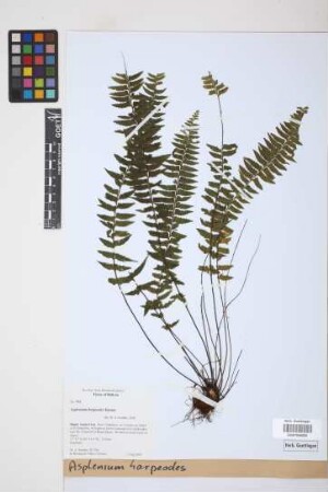 Asplenium harpeodes Kunze