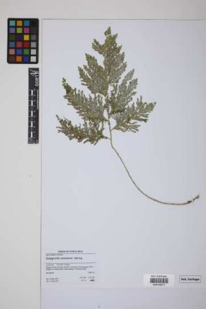 Selaginella oaxacana Spring