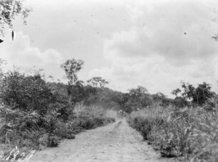 Weg durch den Busch : Eine Straße durch den Busch, in der Luft ein Schwarm Heuschrecken