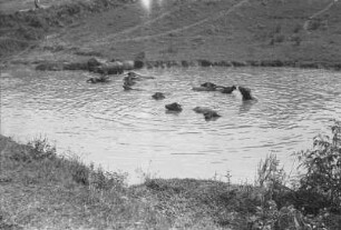 Badende Büffel im Teich : Büffel in einem Teich badend